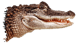 darragh's Avatar