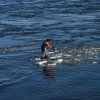 Cutback 7&#039;6 - 11763_IMG9265_1324485822