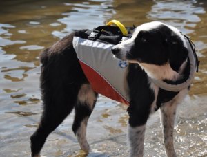 underDOG - 8201_ac8cef4666a635aaef8d03e750fb6714_1279801123