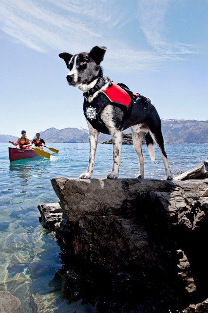 Float Doggy